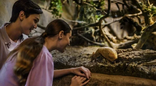 ナイトサファリ